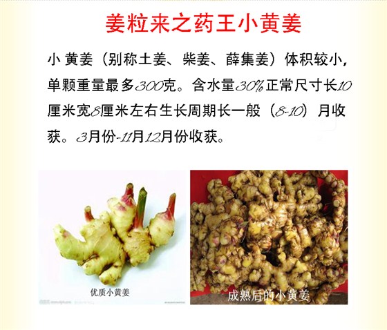 药王小黄姜